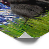 Newfie Trio - Starry Night Poster (Ecke)