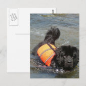 Newfie Water Rescue Postcard Postkarte (Vorne/Hinten)