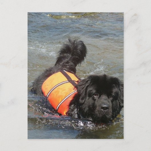 Newfie Water Rescue Postcard Postkarte (Vorderseite)
