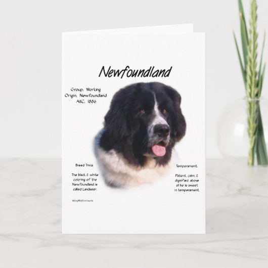 Newfoundland (landseer) History Design Karte (Vorderseite)