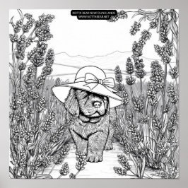 Newfoundland Puppy Dog in a Lavender Flower Field Poster