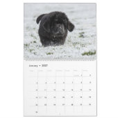 Newfy Baby Kalender (Jan 2027)
