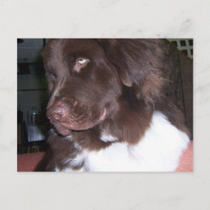 Newfy girl postkarte
