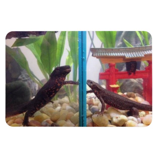 News erreichen Out Magnet (Horizontal)