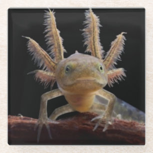 Newt larve mit Haube Glasuntersetzer