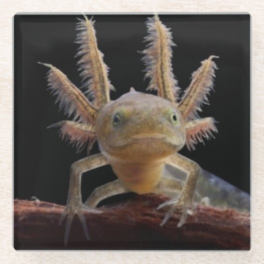 Newt larve mit Haube Glasuntersetzer (Vorderseite)