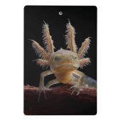 Newt larve mit Haube Mini Klemmbrett (Rückseite)
