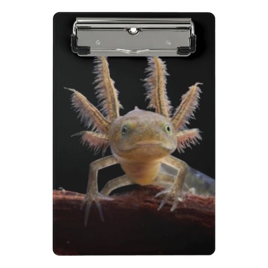 Newt larve mit Haube Mini Klemmbrett (Vorderseite)