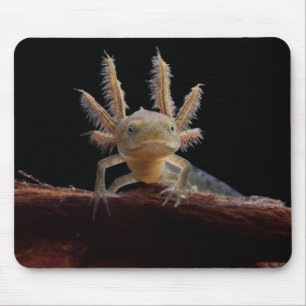 Newt larve mit Haube Mousepad
