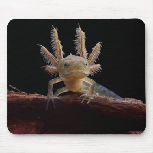 Newt larve mit Haube Mousepad (Vorne)