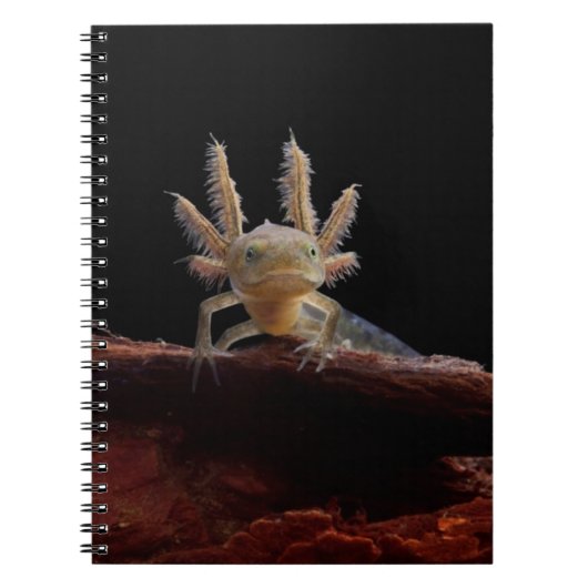 Newt larve mit Haube Notizblock (Vorderseite)