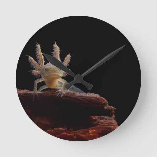 Newt larve mit Haube Runde Wanduhr (Vorderseite)