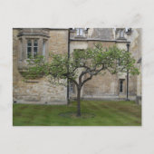 Newton Apple Tree, Cambridge, England Postkarte (Vorderseite)