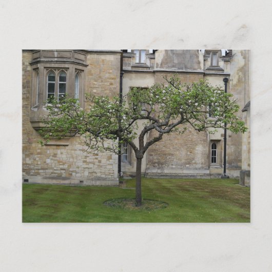 Newton Apple Tree, Cambridge, England Postkarte (Vorderseite)