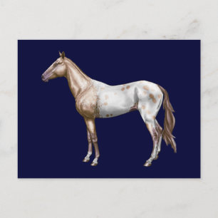Nez Perce Horse Postkarte