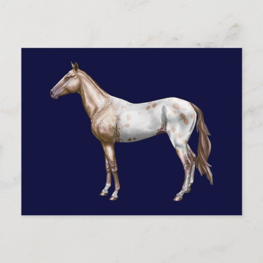 Nez Perce Horse Postkarte (Vorderseite)