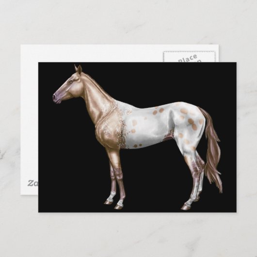 Nez Perce Horse Postkarte (Vorne/Hinten)