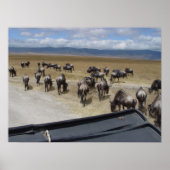 Ngorongoro Wildebeest Poster (Vorne)