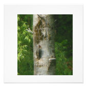 NH Gnarled Tree Fotodruck (Vorne)