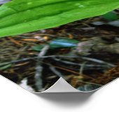 NH Pink Lady Slipper (Cypridedium Acaule) 16x20 Poster (Ecke)