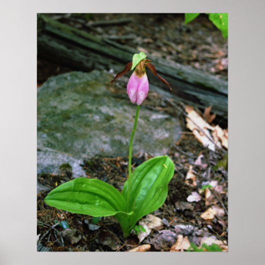 NH Pink Lady Slipper (Cypridedium Acaule) 16x20 Poster (Vorne)