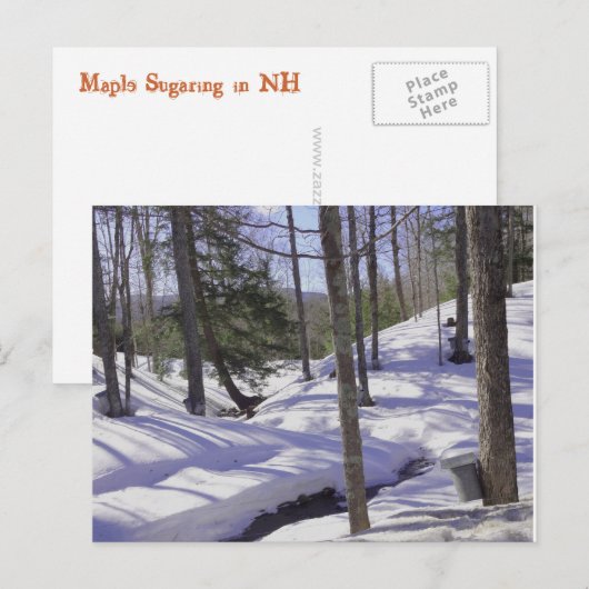 NH Sap Buckets Postkarte (Vorne/Hinten)