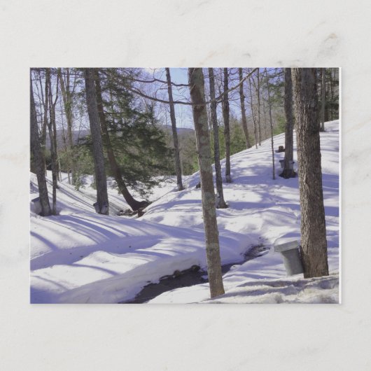 NH Sap Buckets Postkarte (Vorderseite)