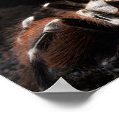 Nhandu Chromatus Brazilian Red & White Tarantula Poster (Ecke)