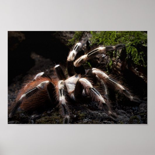 Nhandu Chromatus Brazilian Red & White Tarantula Poster (Vorne)