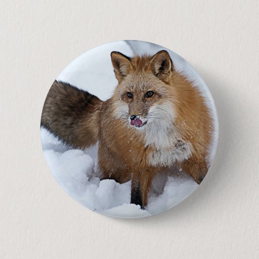 Ni roten Fox der Schnee Button (Vorderseite)