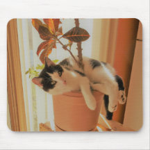 Nibbler ist Catnipping