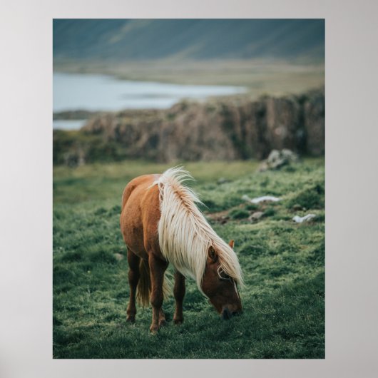 NICE HORSE POSTER (Vorne)