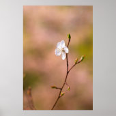 Nice japanische Apricot-Blume Poster (Vorne)