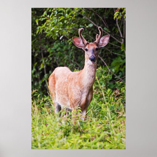 Nice Lächeln Poster (Vorne)