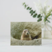 Nice Little Marmot Postkarte (Stehend Vorderseite)