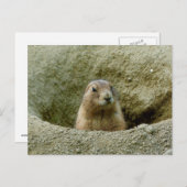 Nice Little Marmot Postkarte (Vorne/Hinten)
