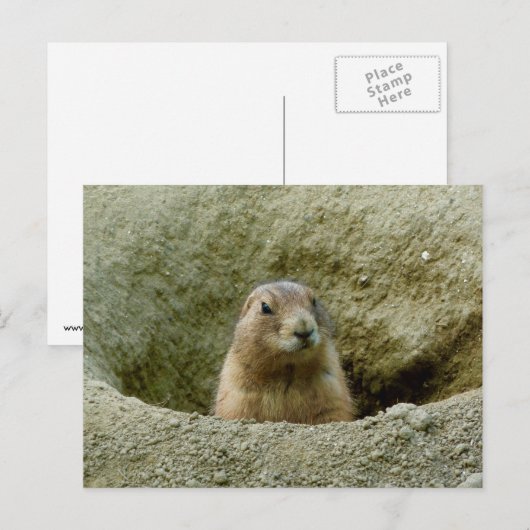 Nice Little Marmot Postkarte (Vorne/Hinten)