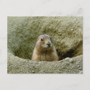 Nice Little Marmot Postkarte