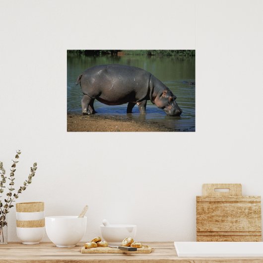Nice Long Drink Hippopotamus Portrait Poster (Küche)