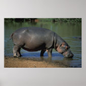 Nice Long Drink Hippopotamus Portrait Poster (Vorne)