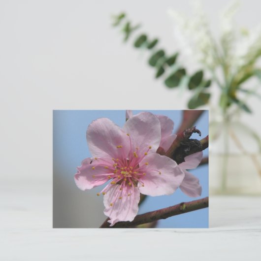Nice Raspberry Bloom Postkarte (Stehend Vorderseite)