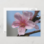 Nice Raspberry Bloom Postkarte (Vorne/Hinten)