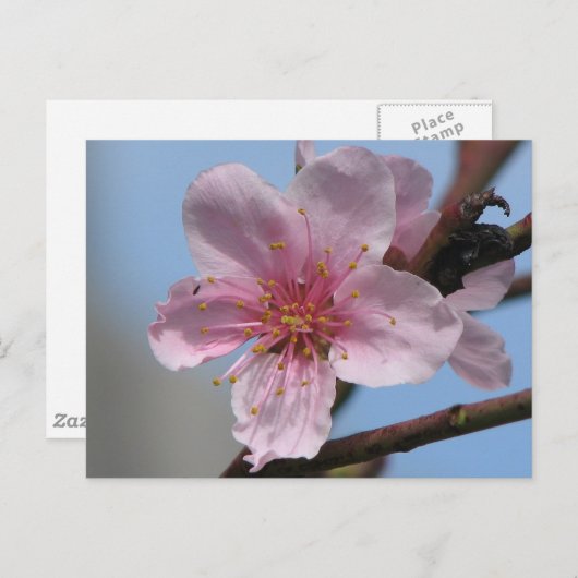 Nice Raspberry Bloom Postkarte (Vorne/Hinten)