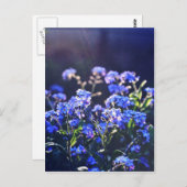 Nicht-Blume, fotografiert von Tutti Postkarte (Vorne/Hinten)