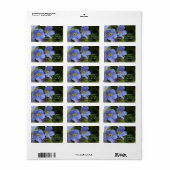 Nicht-Blume vergessen, Myosotis Adressaufkleber (Vorne)