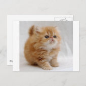 Nicht ich! Feisty Orange Persian Kitten Postkarte (Vorne/Hinten)