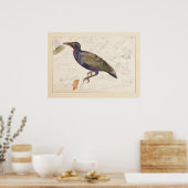 [nicht identifizierte Starling]. 1835 , Lear, Edwa Poster (Küche)