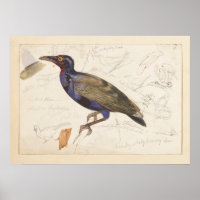 [nicht identifizierte Starling]. 1835 , Lear, Edwa