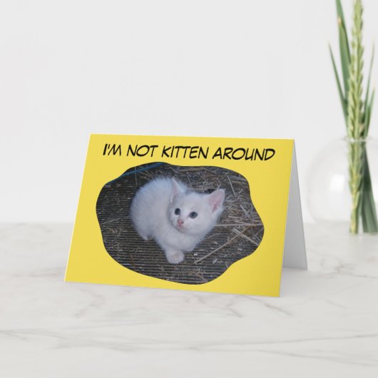 Nicht Kätzchen herum Karte (Vorderseite)