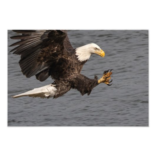 Nicht mit einem Bald-Adler durcheinander bringen Fotodruck (Vorne)